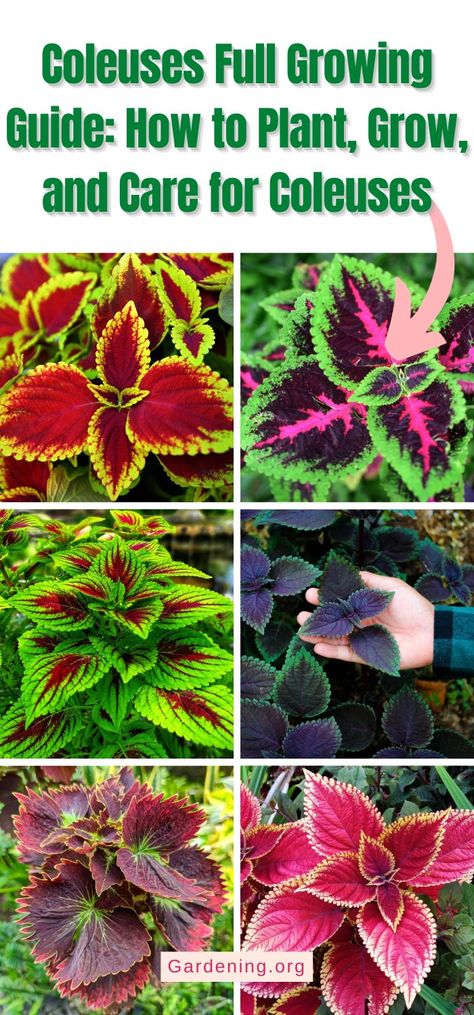 Coleus Growing Guide (Plant, Grow, and Care) Coleus Plants Care, Coleus Care, Planting Hacks, Coleus Plants, Coleus Plant, Front Landscape, Winter Vegetables Gardening, Inside Garden, Shade Garden Plants