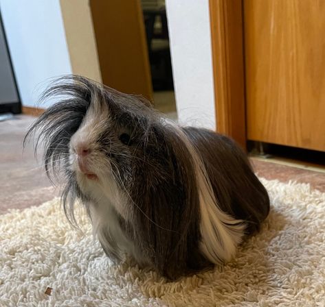 Long Hair Guinea Pigs, Long Haired Guinea Pigs, Guinea Pig Supplies, Peruvian Guinea Pig, Animal Babies, Pet Guinea Pigs, Cute Small Animals, Colorful Owls, Small Animals