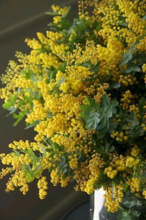 Yellow Mimosa, Mimosa Flowers, Mimosa Tree, Mimosa Flower, Spring Wedding Bouquet, Meadow Garden, Wedding Flower Decorations, Beautiful Bouquet Of Flowers, Beautiful Flower Arrangements