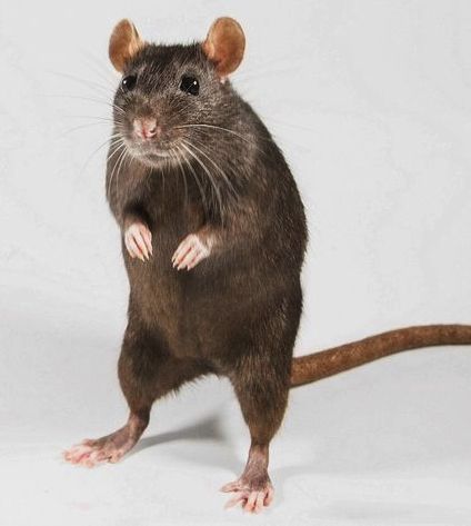 Rat Reference Photo, Disc Art, Brown Rat, Birds Paintings, Baby Rats, Rat Look, Mouse Photos, Tattoo Reference, Animals Photography