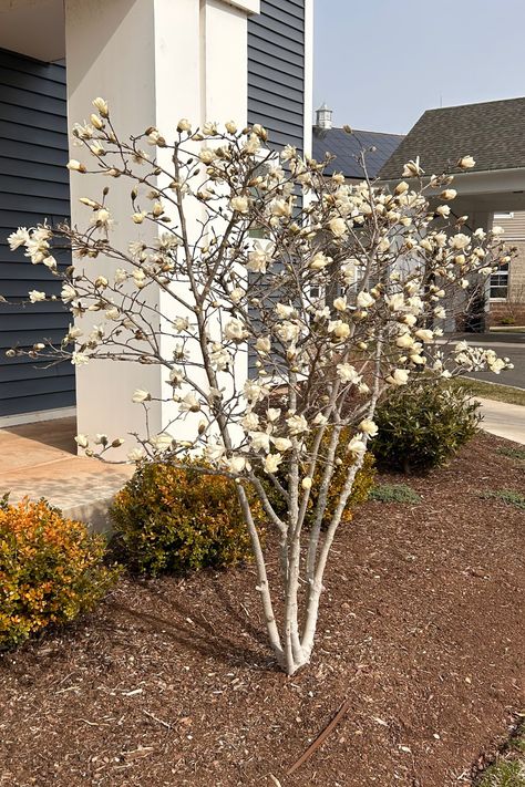 Learn about Star Magnolia (Magnolia stellata), a small, low-maintenance, spring-flowering tree perfect for small front yards and backyards. Pretty star-shaped white flowers and yellow fall color. Visit the blog, read the article and learn if this is the right tree for you! Magnolia Small Garden, Genie Magnolia Tree, Star Magnolia Tree, Small Trees For Landscaping Full Sun, Magnolia Tree Front Yard, Magnolia Tree Landscaping, White Magnolia Tree, Spring Blooming Trees, Small Front Yards