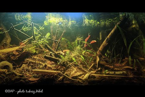 Learn how to decorate a perfect biotope aquarium from Sungai Tui, Malaysia! Read about water parameters, fishes, plants, in photos and video! Fish Tank Substrate, Swamp Forest, Mopani Wood Aquascape, Java Fern Aquarium, Aquarium Soil, Aquarium Substrate, Fish List, Biotope Aquarium, Aquarium Sand