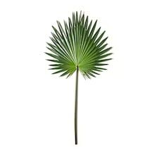 Palmetto Leaf, Palm Fan, Tropical Floral Arrangements, Console Styling, Big Vases, Fan Palm, Palm Tree Leaves, Big Leaves, Beautiful Flower Arrangements