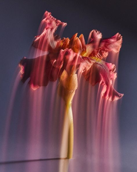 Texture of Nostalgia — SUZANNE SAROFF Growth And Decay, Still Life Photos, Video Artist, Multiple Exposure, Color Harmony, Still Life Photography, Texture Art, A Flower, Fine Art Photography