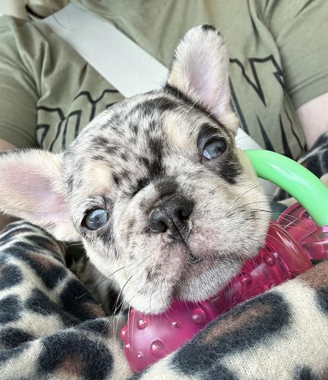 Here’s a little piece of my heart…. Our new baby Frenchie Gigi 🐾 She is sitting right around 4 lbs and is the cutest fur baby! I hope she will be able to help model some decor items here soon! 😉 Special thanks to C Creek Frenchies for this sweet baby! We are so in love 💕 #frenchbulldog #frenchiesofinstagram #frenchiepuppy #root937 Baby Frenchie, Frenchie Puppy, So In Love, Special Thanks, Piece Of Me, Decor Items, Car Decals, New Baby, Fur Babies