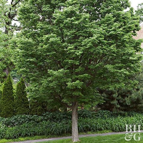 Hackberry Tree, Mid Century Landscape, Lake Landscaping, Deadheading, Street Trees, Best Plants, Fast Growing Trees, Backyard Pool Designs, Shade Trees