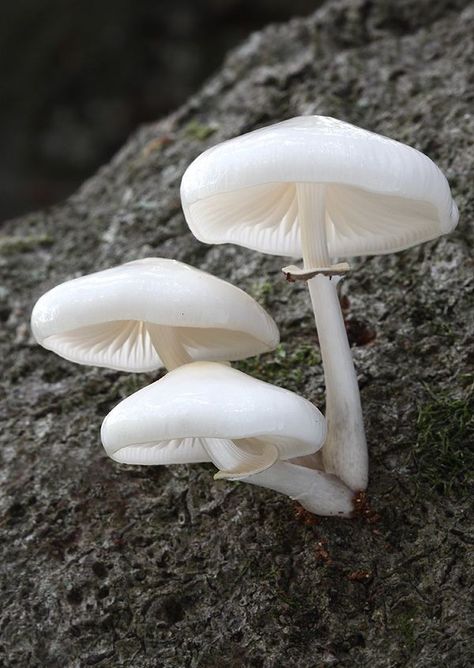 Nacho Carbonell, Types Of Forests, Fungi Art, White Button Mushrooms, Mushroom Plant, Mushroom Pictures, Slime Mould, White Mushrooms, Mushroom Fungi