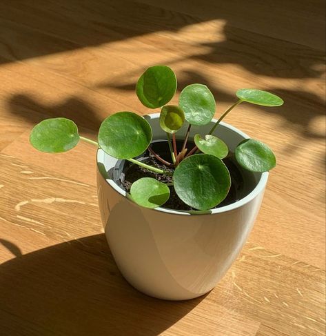 Small Plant Aesthetic, Cute Plants Aesthetic, Plante Aesthetic, Plants Aesthetic Art, Green Plant Aesthetic, Green Plants Aesthetic, Aesthetic Sunlight, Pilea Plant, Cute Plants