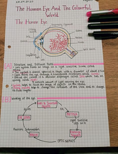 Optometry Notes Aesthetic, Human Eye Notes Aesthetic, Biology Notes Class 10 Aesthetic, Eye Biology Notes, The Eye Biology Notes, Physics Notes Class 10 Human Eye, Class 10 Bio Notes Aesthetic, Human Biology Aesthetic Notes, Class 10 Aesthetic Notes