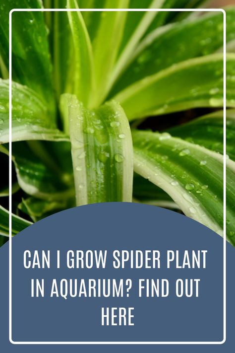 House Plants In Aquarium Fish Tanks, House Plants In Aquarium, Growing Spider Plants In Water, Plants For Aquarium Tanks, Aquatic Plants Aquarium, Plants For Fish Tanks, Live Plant Aquarium, Plants In Aquarium, Spider Plant Babies