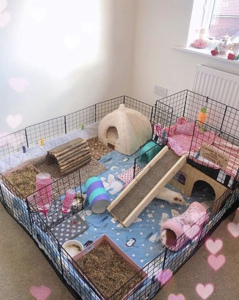 Guinie Pig House, Ginipigs Cage, Guinea Pig Cage Ideas Aesthetic, Guinea Pig Cage Ideas Indoor, Aesthetic Guinea Pig Cage, Indoor Guinea Pig Cage, Indoor Rabbit Cage, Diy Guinea Pig Cage, Guinea Pig Diy