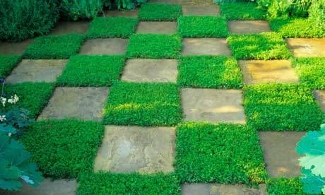 Ground Cover Seeds, Stone Walkways, Creeping Thyme, Lawn Alternatives, Have Inspiration, Ground Cover Plants, Green Carpet, Garden Designs, Ground Cover