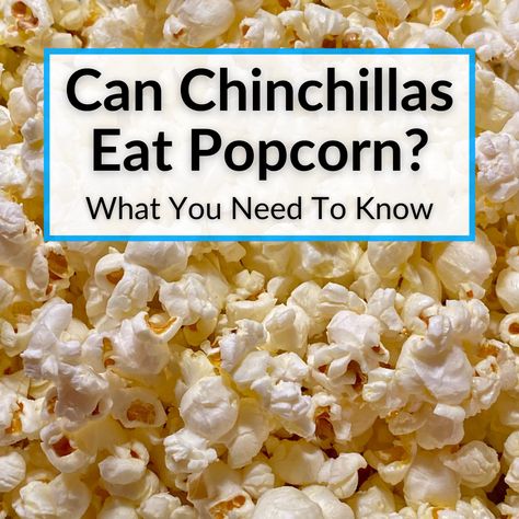 Popcorn is delicious and healthier than junk foods. But can chinchillas eat popcorn? They have notoriously finicky digestive systems. It turns out that popcorn... Chinchilla Care, Chinchilla Food, Types Of Cereal, Junk Foods, High Calorie Meals, Snack Options, Chinchillas, 200 Calories, Goji Berries