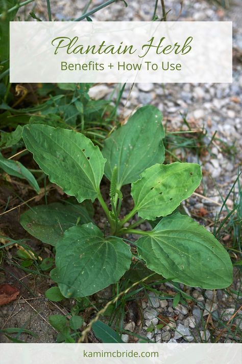 Plantain Herb: Nature’s Band-Aid Plantain Oil Recipes, Wild Plantain Recipes, Plantain Leaf Benefits, Plantain Tincture Benefits, Plantain Tincture How To Make, Plantain Salve, Wild Plantain, Plantain Benefits, Foraging Plantain