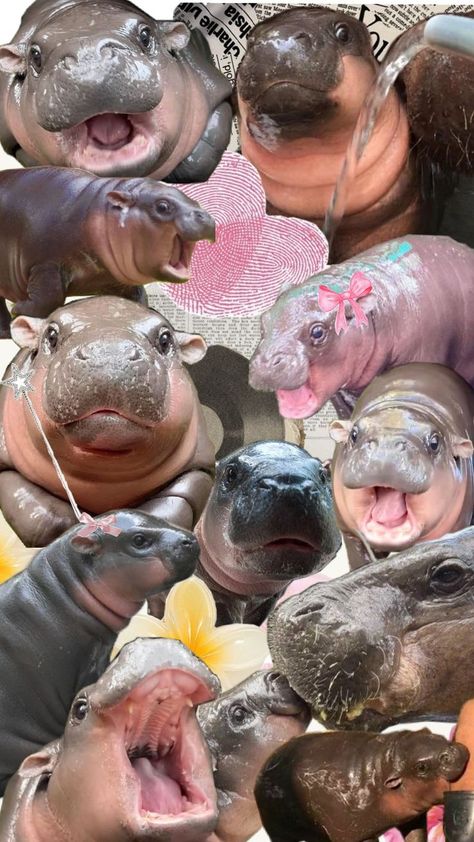 #moodeng Silly Animal Pictures, Cute Home Screen Wallpaper, Wallpaper Iphone Boho, Cute Hippo, Funny Animal Photos, Animal Jam, Baby Pigs, Cute Simple Wallpapers