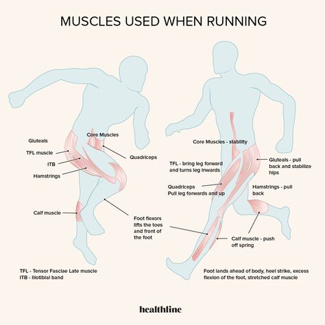 What Muscles Does Running Work? Stretch Calf Muscles, Body Reading, Running Inspo, Running Muscles, Body Pics, Hip Flexor Exercises, Lower Body Muscles, Gluteal Muscles, Whole Body Workouts