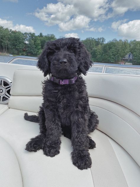 Mini Black Poodle, Black Goldendoodle Puppy, Black Golden Doodle Haircut Styles, Black Mini Goldendoodle, Labordoodle Puppy, Banks Haircut, Bernedoodle Black, Black Doodle Dog, Goldendoodle Full Grown