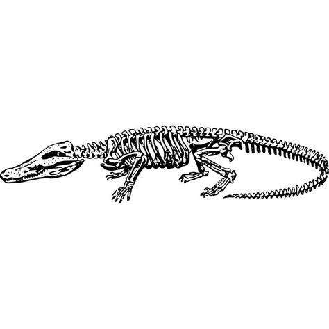 Alligator Skeleton, Alligator Tattoo, Sharp Teeth, Alligator, Skeleton, Bones, Tattoos, Wall, Caiman