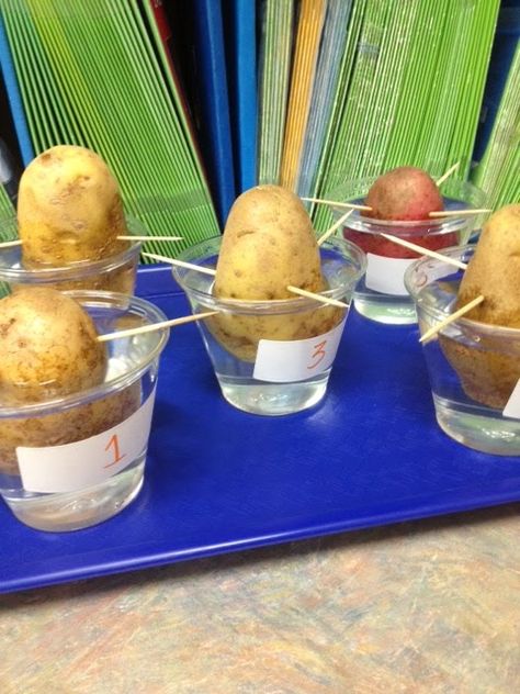 How can you grow a potato plant without a seed? Science Lab for 4th grade! Seed Science, Potato Plant, Fourth Grade Science, Planting For Kids, 4th Grade Science, Growing Potatoes, Plant Science, Kindergarten Science, A Potato