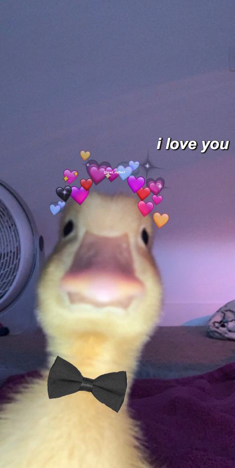 I Love U Meme, Duck Memes, Duck Cute, Duck Wallpaper, Random Drawings, Love You Best Friend, Funny Duck, Bridal Mehendi, Bridal Mehendi Designs