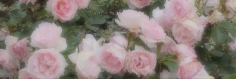 Light Pink Notion Header, Pink Wiget Long, Floral Banner Discord, Roses Banner Discord, Aesthetic Rectangle Widget, Pink Flower Twitter Header, Light Pink Aesthetic Banner, Flower Long Widget, Images Wider Than 1500 Pixels Aesthetic