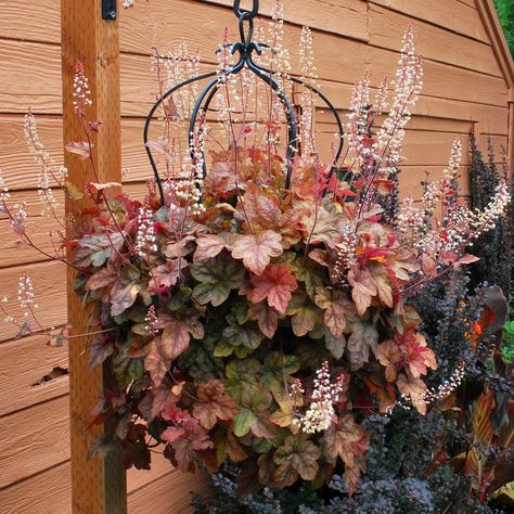 Heucherella ‘Redstone Falls’ | TERRA NOVA® Nurseries, Inc. Southern Living Plants, Coral Bells, Shade Perennials, Flower Gardens, Garden Containers, Hardy Perennials, Hanging Basket, Ground Cover, Shade Garden