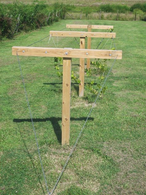 Muscadine Trellis, Muscadine Vine, Backyard Vineyard, Backyard Trellis, Grape Vine Trellis, Grape Arbor, Trellis System, Grape Trellis, Grape Plant