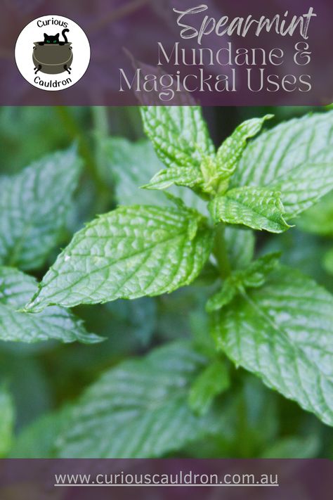 Spearmint has a long history of use in the mundane and magickal communities. Spearmint has been used for everything from adding flavouring to foods, creating medicines and for healing & love magick. To find out why this herb is one that you should grow in your magickal and mundane garden, click the pin and be transported to our blog! What To Do With Spearmint Leaves, Mint In Witchcraft, Mint Magical Properties, Spearmint Tincture, Spearmint Magical Properties, Plant Magick, Love Magick, Herb Tinctures, Spearmint Tea