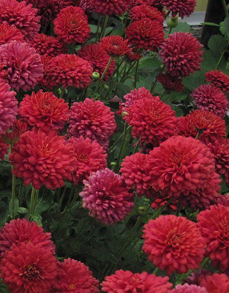 Click to view a full-size photo of Power Surge Chrysanthemum (Chrysanthemum 'Jefsurge') at Shelmerdine Garden Center Flower Science, Chrysanthemum Morifolium, Garden Mum, Fall Mums, Chrysanthemum Flower, Herbaceous Perennials, Low Maintenance Plants, Container Plants, Flower Photos