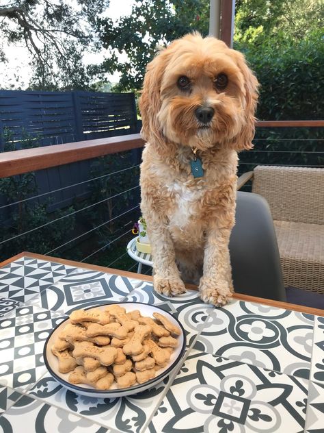 Peanut Butter Dog Treats — Healthy Happy Paws Peanut Butter And Honey Dog Treats, Dog Biscuits Homemade Peanut Butter, Peanut Butter And Oats Dog Treats, Grain Free Peanut Butter Dog Treats, Dog Treat Banana Peanut Butter, Bird Suet, Dog Treat Recipe, Peanut Butter Dog Treats, Dog Treats Homemade Recipes