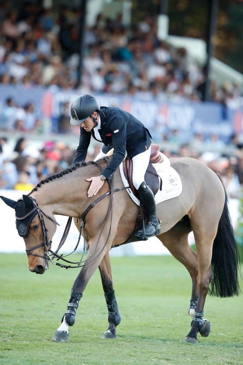 Roan Horse, Horsey Life, Horse Competition, Show Jumping Horses, Cute Horse Pictures, Equestrian Aesthetic, Horse Boarding, Brown Horse, Clydesdale