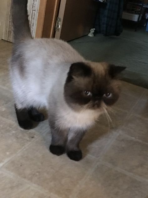 Short Hair Persian Cat, Cat Side, Exotic Shorthair Cat, Persian Cats, Guinea Pig Toys, Reptile Cage, Guinea Pig Care, Exotic Shorthair, Savannah Cat