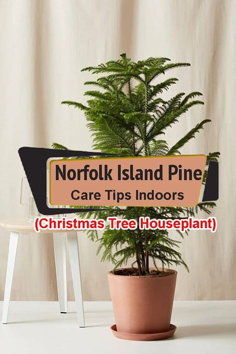 Norfolk Island Pine Care Indoors is not difficult at all if you follow the right directions for growing this festive tree! Read the article for more info. Norfolk Island Pine Indoor, Potted Pine Tree, Norfolk Island Pine Care, Norfolk Island Pine Christmas Tree, Norfolk Pine Christmas Tree, Norfolk Pine Indoor, Norfolk Pine Care, Tree Houseplant, Norfolk Island Pine