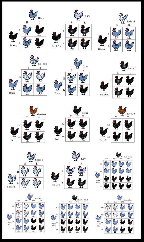 Silkie Breeding Information & Chart: CHOE - Chicken Heaven On Earth Chicken Breeding, Chicken Coloring, Types Of Chickens, Silkie Chickens, Chicken Health, Crazy Chicken Lady, Keeping Chickens, Animal Science, Fresh Chicken