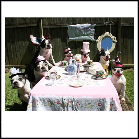 You can never attend enough tea parties Boston Tea, Tea Parties, Baby Dogs, Funny Dogs, Cute Puppies, Animal Pictures, Tea Party, Boston, Cute Animals