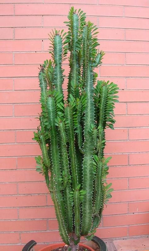 Euphorbia trigona Indoor Cactus Garden, Euphorbia Trigona, Mini Succulent Garden, Succulent Landscape Design, Rock Garden Plants, Succulent Landscaping, Mini Succulents, Succulent Terrarium, Succulent Garden