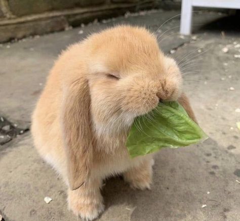 Mint Aesthetic, Pet Bunny Rabbits, Cutee Animals, Cute Bunny Pictures, Cute Small Animals, Cute Animals Puppies, Baby Animals Pictures, Pet Bunny