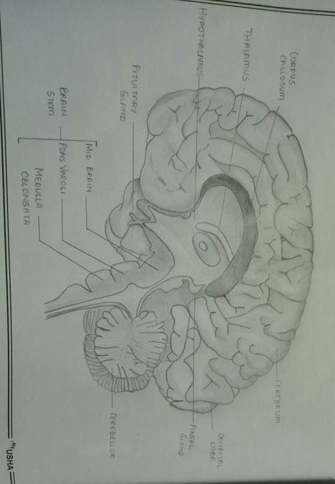 #brain The Brain Diagram, Organ Drawings, Human Brain Drawing, Human Brain Diagram, Brain Pictures, Brain Diagram, Nursing School Inspiration, Brain Drawing, Medical Notes