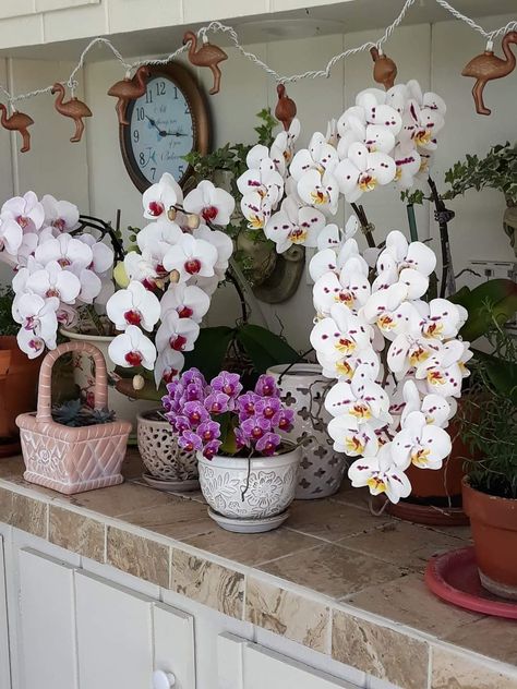 Tropic Aesthetic, Mafia House, Dreamy Flowers, Fairy Home, Exotic Orchids, Blue Orchids, Orchid Care, Flower Therapy, Garden Edging