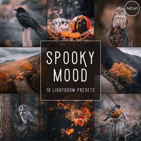 Photography Presets, Pretty Presets, Wildflowers Photography, Vintage Lightroom Presets, Lightroom Presets For Portraits, Professional Lightroom Presets, Adobe Lightroom Cc, Free Photoshop Actions, Photography Club