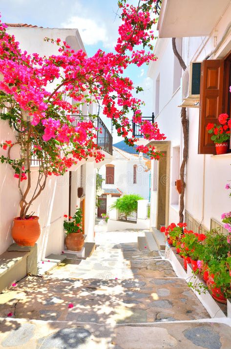 Skopelos Greece, Greek Islands To Visit, Greek Island Hopping, Best Greek Islands, Wildlife Garden, Skiathos, Greece Islands, Visiting Greece, Plants And Flowers