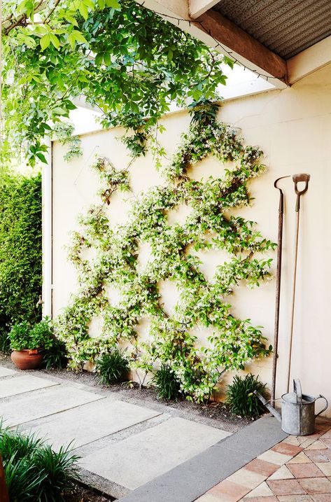 Melbourne Garden, Star Jasmine, Plants Growing, Garden Vines, Walled Garden, Wall Garden, Garden Photography, Garden Trellis, Garden Cottage