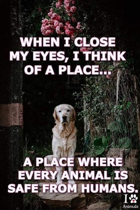 Pets Quotes, Inspirational Animal Quotes, Animal Lover Quotes, Dog Quotes Love, Animal Activism, Love Your Pet, Animal Quotes, Dog Quotes, Animals Friends