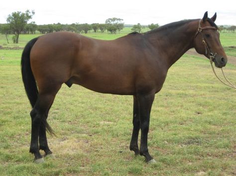 Australian Stock Horse Info, Origin, History, Pictures | Horse Breeds Information & Pictures Brumby Horse, Large Forehead, Horses Breeds, Stock Horse, Pony Breeds, Horse Info, Horse Drawing, Horse Barns, History Pictures