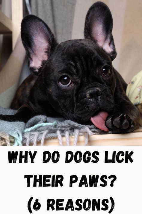 Why Do Dogs Lick Their Paws? (6 Reasons) Why Do Dogs Lick, Dog Behavior, What Can I Do, Dog Paws, A Sign, What You Can Do, Boston Terrier, Puppies, Health