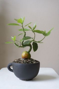 Avocado Bonsai Avocado Bonsai, Bonsai For Beginners, Avocado Trees, Bonsai Diy, Bonsai Tree Care, Avocado Plant, Tanaman Pot, Hardiness Zones, نباتات منزلية