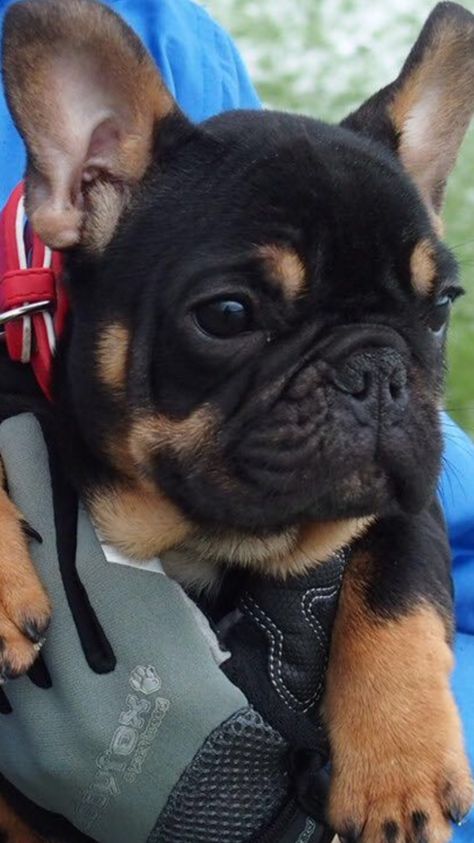 Black and Tan French bulldog Black And Brown French Bulldog, Black And Tan French Bulldog, Rottie Puppy, Tan French Bulldog, Black French Bulldog, French Bulldog Names, Bulldog Names, French Bulldog Facts, Bulldog Breeds