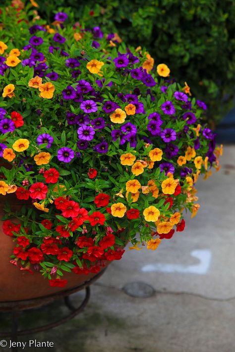 Planting Containers, Mosaic Pots, Container Gardening Flowers, Have Inspiration, Garden Containers, Container Flowers, Garden Stuff, Gardening Supplies, Plant Design