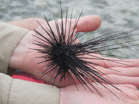 Atlantic Long-spined Sea Urchin from Belize on February 17, 2020 at 09:57 AM by davidseburn Sea Urchin, Find Picture, Handmade Paper, Belize