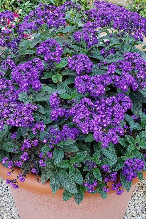 Purple Flowers Garden, Flowering Bushes, Purple Things, Purple Plants, Perennial Shrubs, Purple Garden, Decoration Plante, Flowering Shrubs, Mother Plant